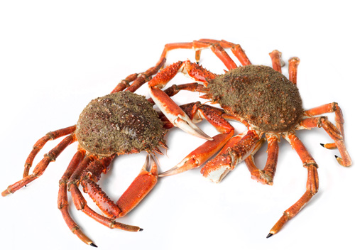 marisco en oiartzun, gipuzkoa