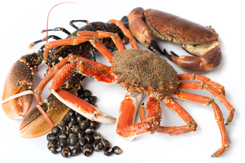 mariscos vivos en gipuzkoa